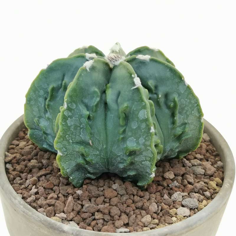 Astrophytum Myriostigma Cv. Fukuryu (Type B) Var. Nudum 14 Cm ...