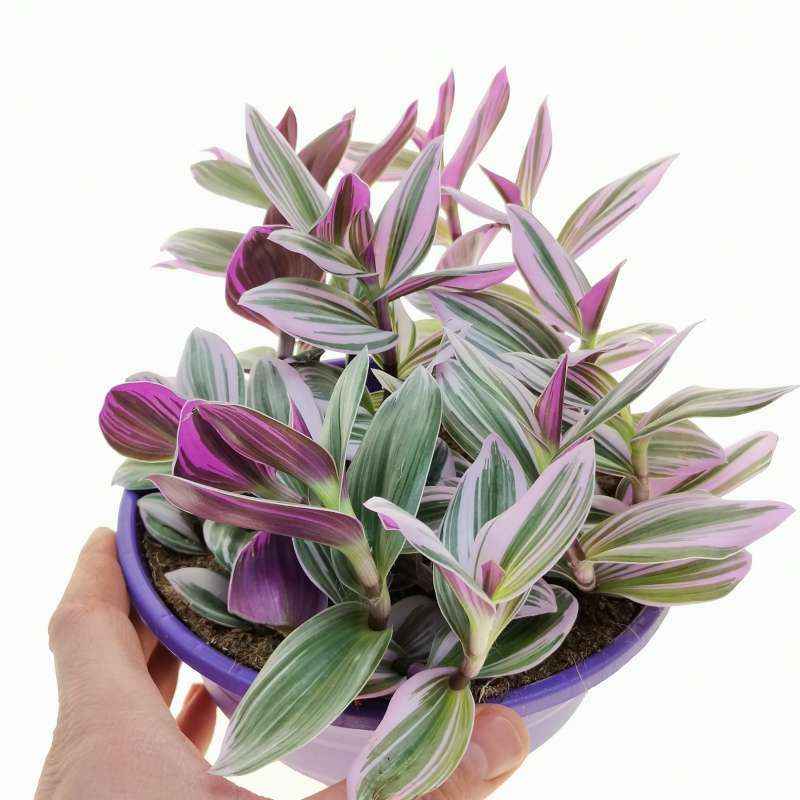 Tradescantia albiflora 'nanouk' 19 cm. | Commelinaceae - Giromagi ...