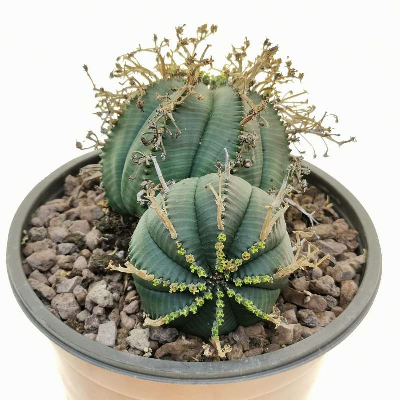 Euphorbia obesa x valida 17 cm. | Euphorbiaceae - Giromagi vendita 