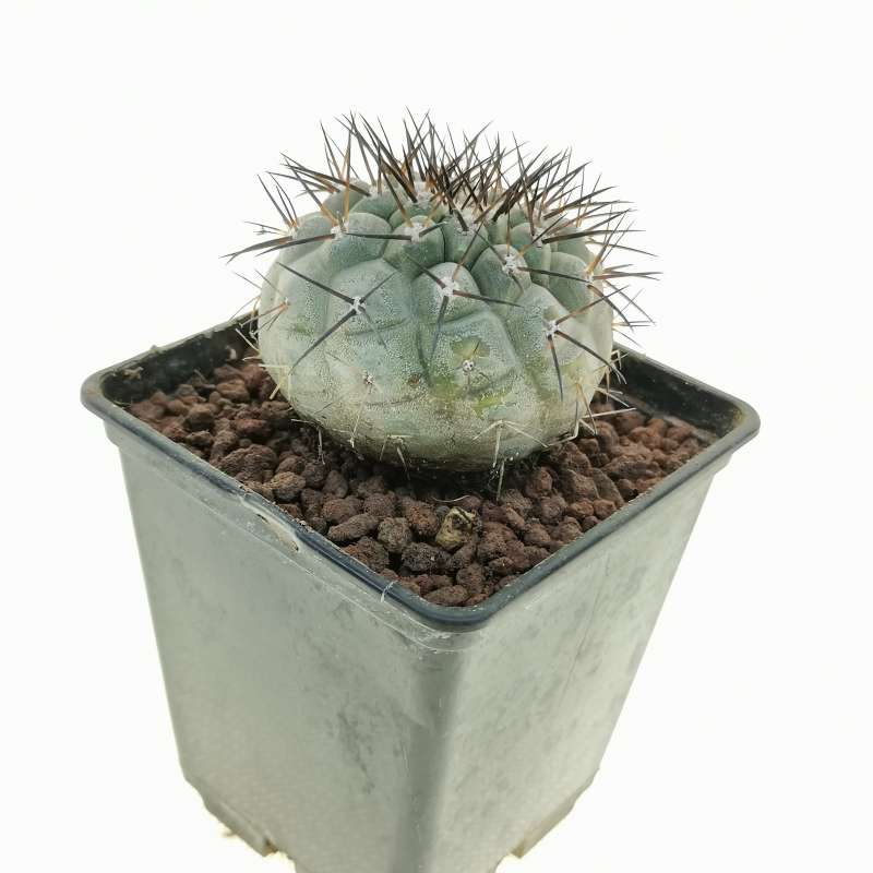 Copiapoa cinerea (Own roots) 7x7 cm. | Cactaceae - Giromagi 