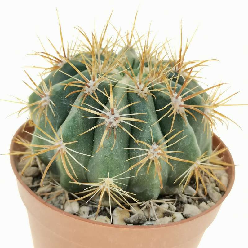 Ferocactus viridescens var. littoralis 7,5 cm. | Cactaceae - Giromagi ...