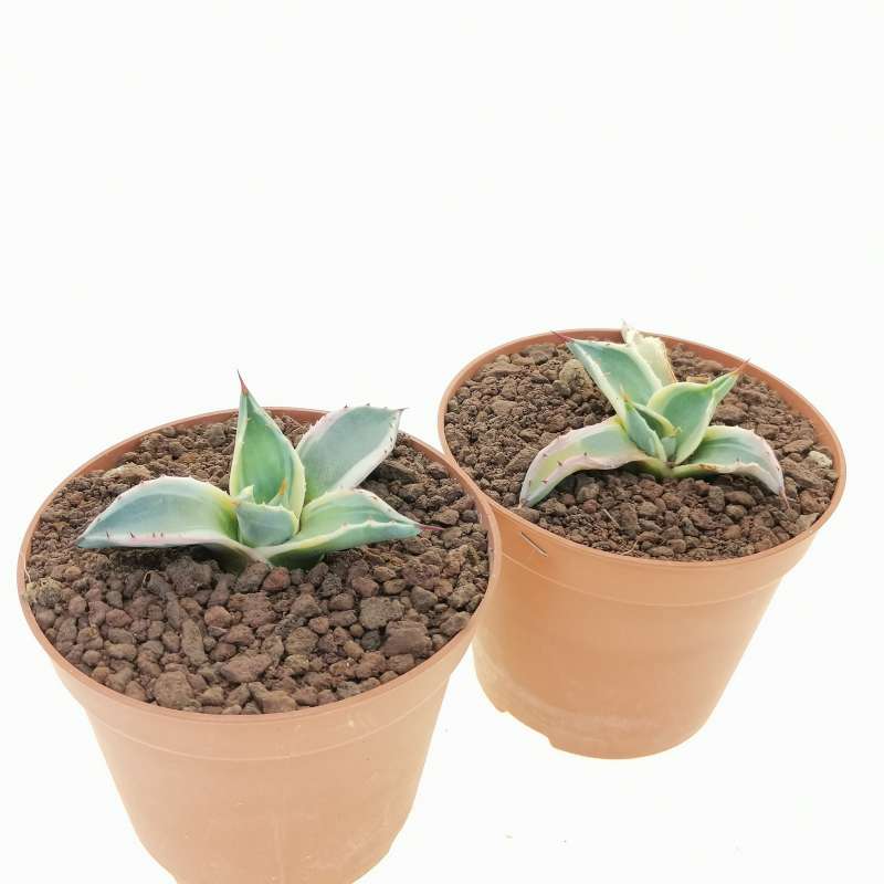 Agave applanata 'Butter Cream' 122（Agave applanata cv