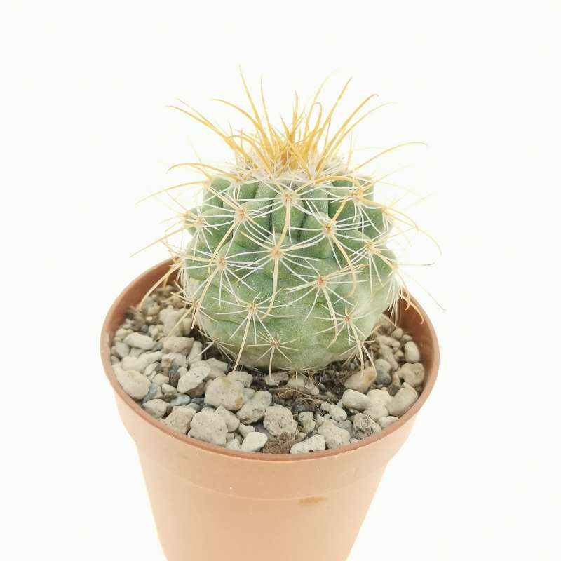 Parodia schwebsiana 5,5 cm. | Cactaceae - Giromagi vendita piante grasse