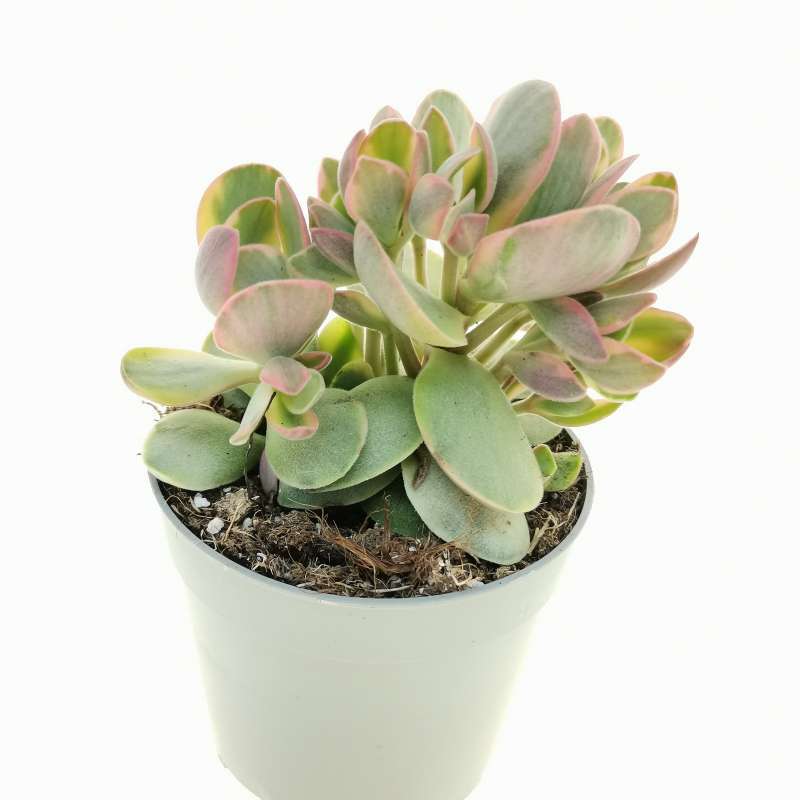 Crassula 'Money Maker' f. variegata 6,5 cm. | Crassulaceae 