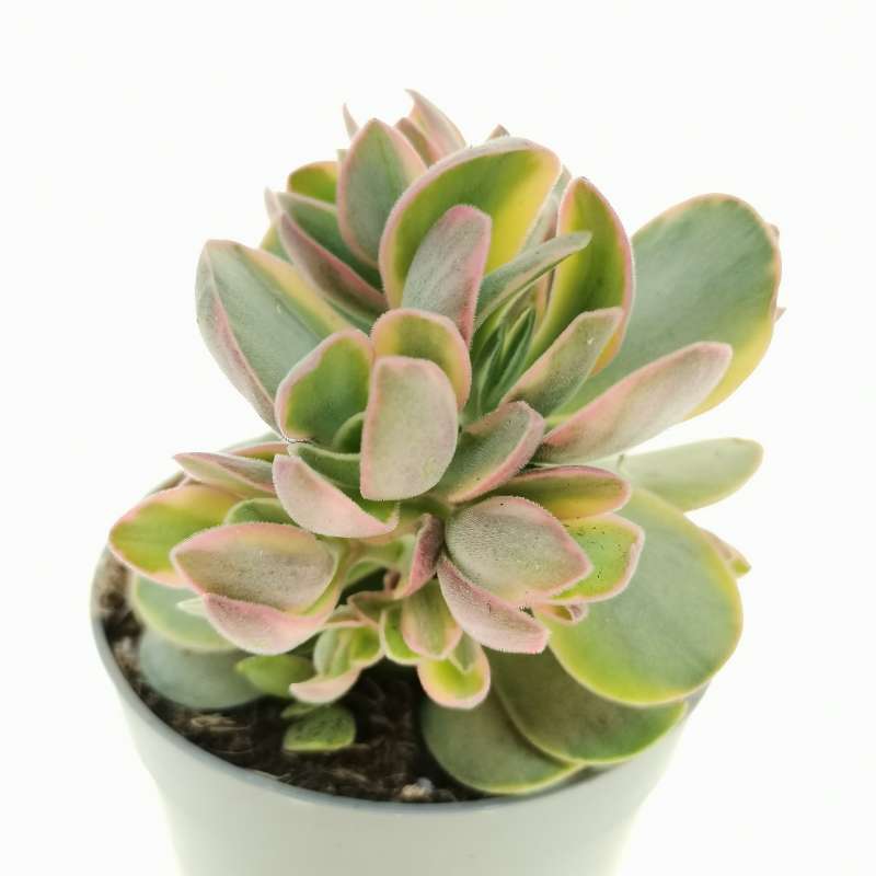 Crassula 'Money Maker' f. variegata 6,5 cm. | Crassulaceae 