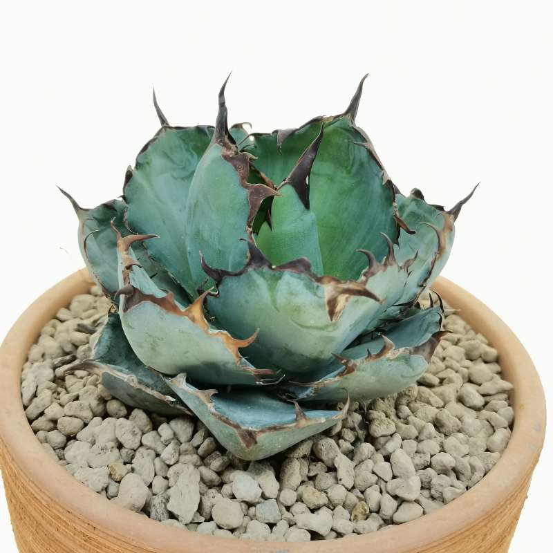 Agave titanota cv. Black and blue 15 cm. | Agavaceae