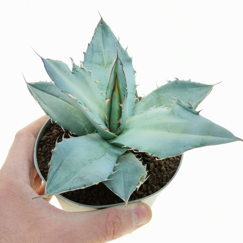 Agave titanota 'Blue Ice' 14 cm. | Agavaceae - Giromagi vendita 