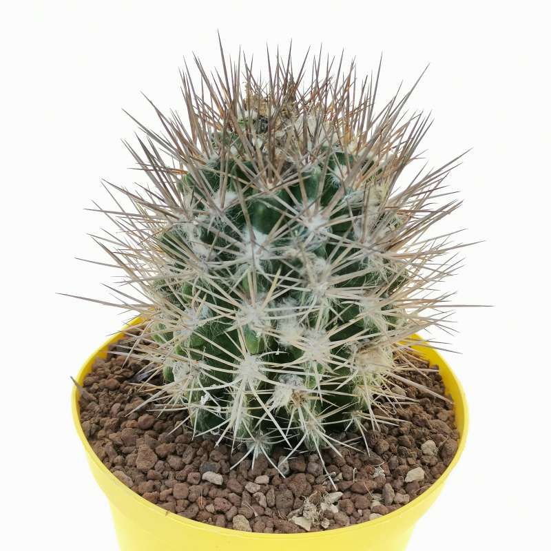 Neoporteria eriocephala 14 cm. | Cactaceae - Giromagi vendita piante grasse