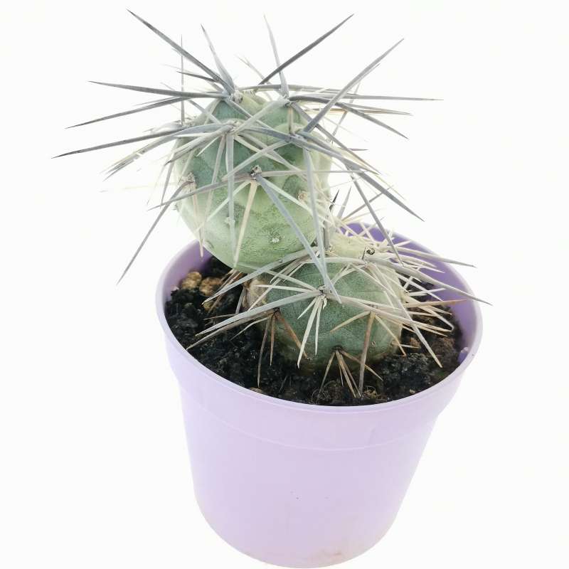 Tephrocactus Alexanderi Cm Cactaceae Giromagi Vendita Piante