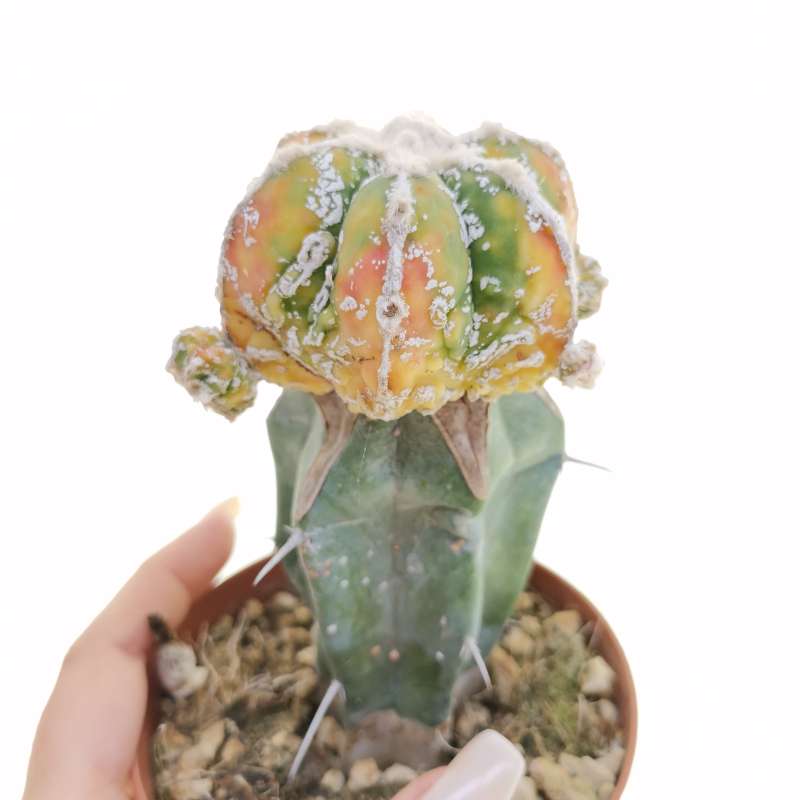 Astrophytum myriostigma cv. Fukuryu haku-jo f. variegata prolifera