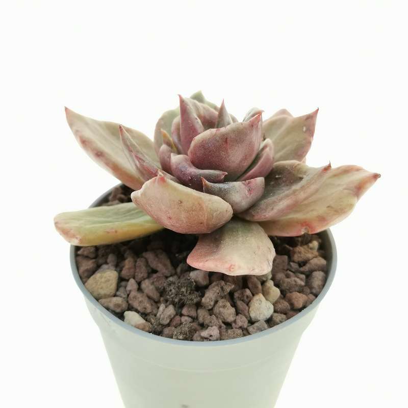 Echeveria 'Rubella' f. variegata mostruosa 6,5 cm. | Crassulaceae ...