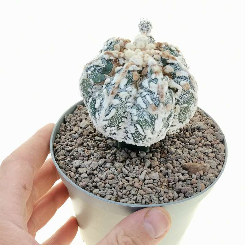 Astrophytum myriostigma cv. Fukuryu Haku-jo (Japan selection)