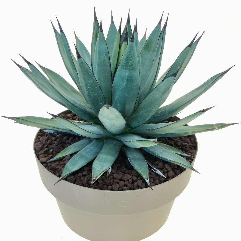 Agave x Romanii 25 cm. | Agavaceae - Giromagi vendita piante grasse