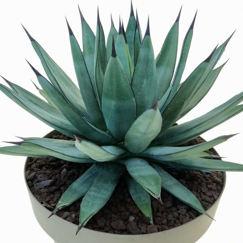 Agave x Romanii 25 cm. | Agavaceae - Giromagi vendita piante grasse