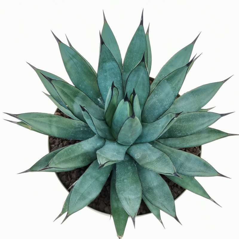 Agave x Romanii 25 cm. | Agavaceae - Giromagi vendita piante grasse