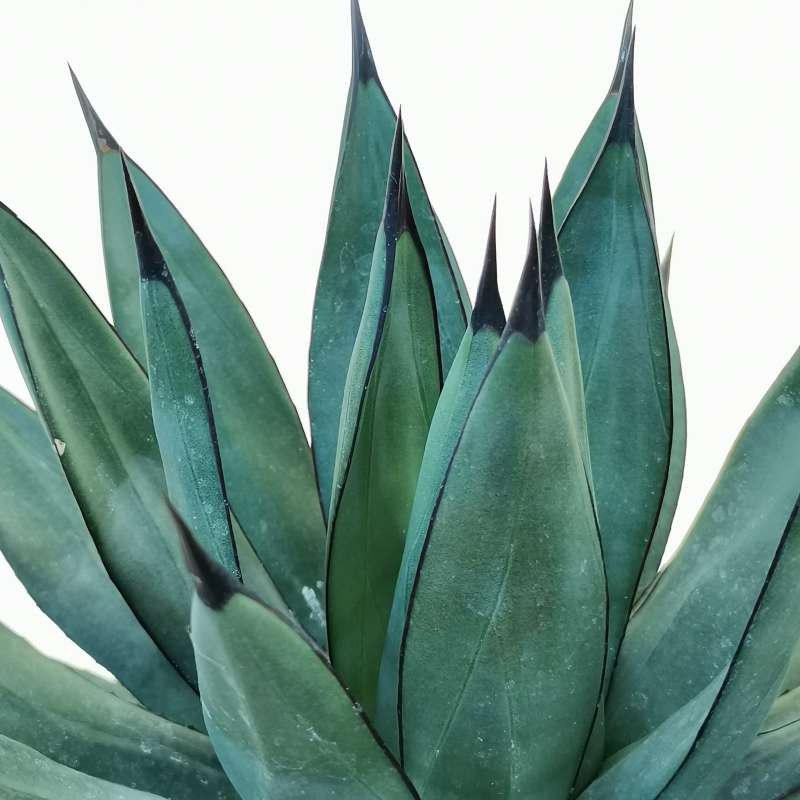 Agave x Romanii 25 cm. | Agavaceae - Giromagi vendita piante grasse