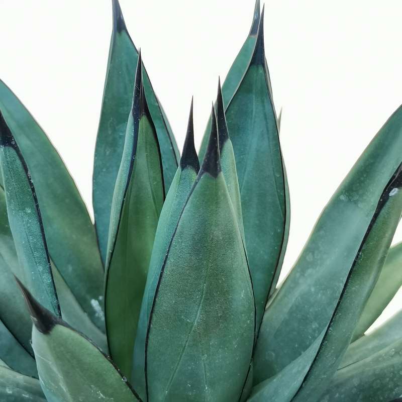 Agave x Romanii 25 cm. | Agavaceae - Giromagi vendita piante grasse