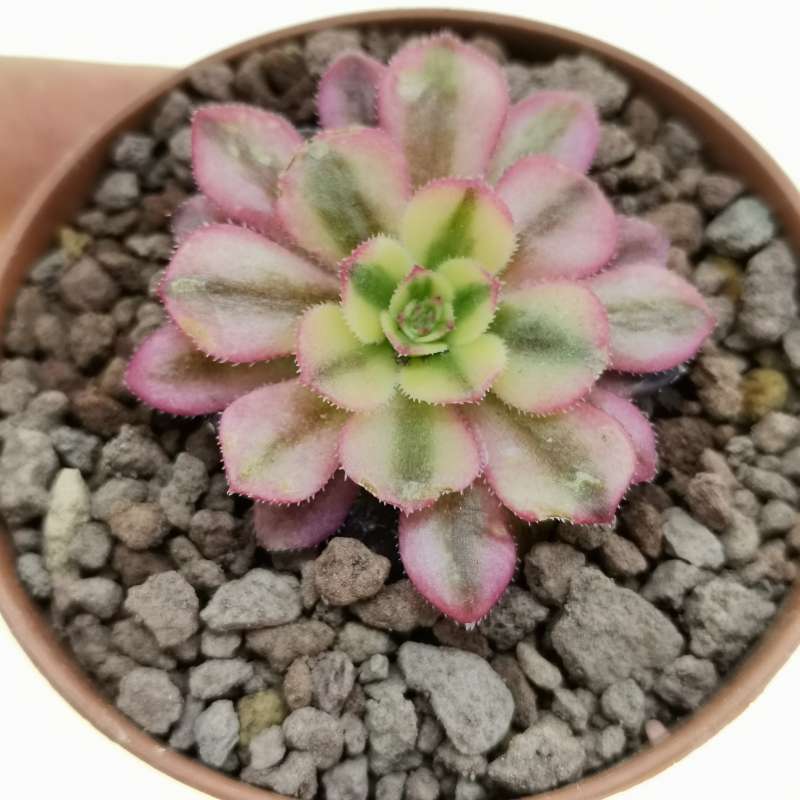 Aeonium Maggie 6,5 Cm. | Crassulaceae - Giromagi Vendita Piante Grasse