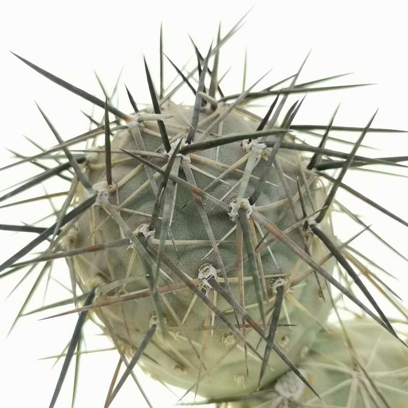 Tephrocactus Alexanderi Black Spines Cm Cactaceae Giromagi