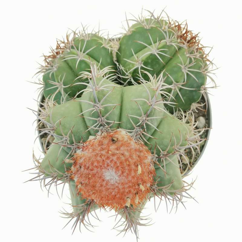 Melocactus matanzanus 14 cm. | Cactaceae - Giromagi vendita piante grasse