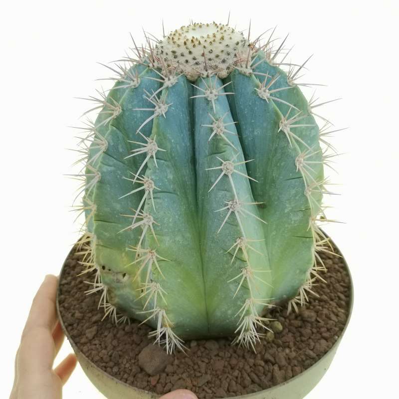 Melocactus Azureus 20 Cm. 