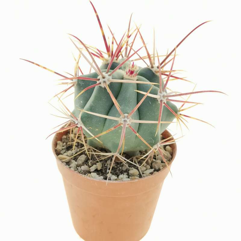 Ferocactus emoryi subs. rectispinus 7,5 cm. | Cactaceae - Giromagi ...