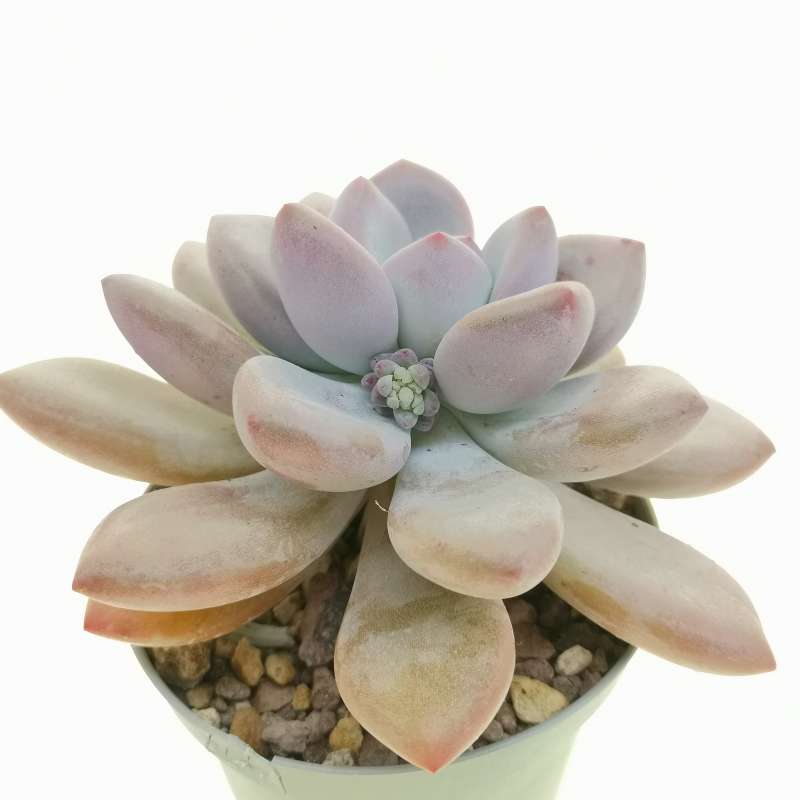 Pachyveria 'Opalina' 10 cm. | Crassulaceae - Giromagi vendita piante grasse