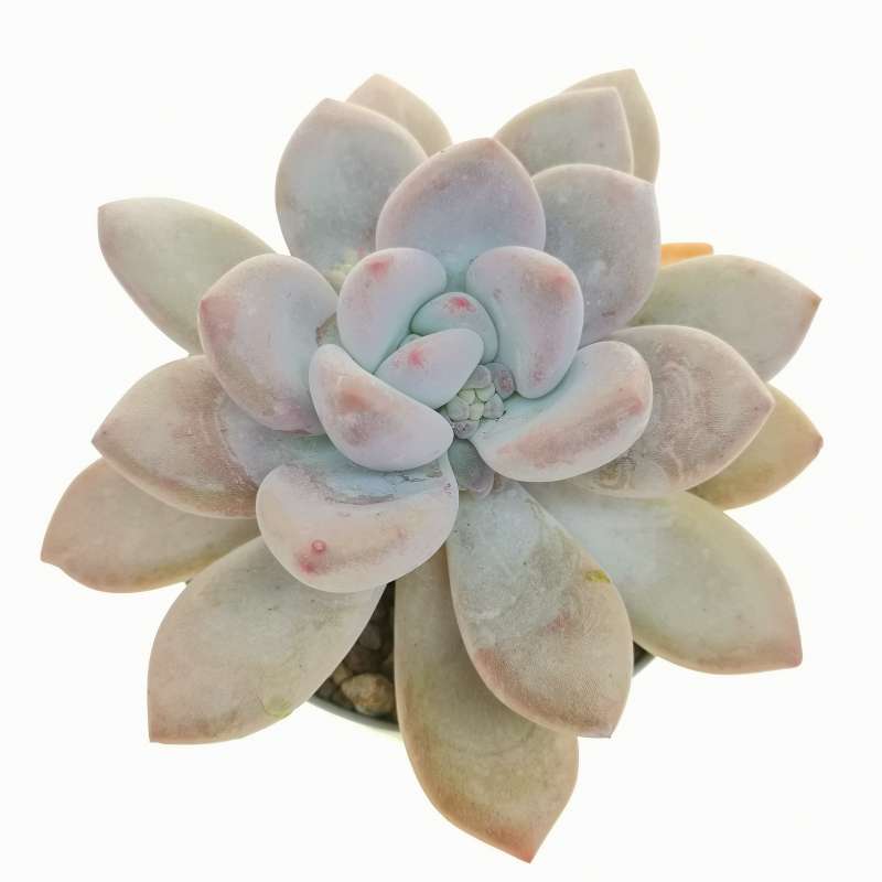 Pachyveria 'Opalina' 10 cm. | Crassulaceae - Giromagi vendita piante grasse