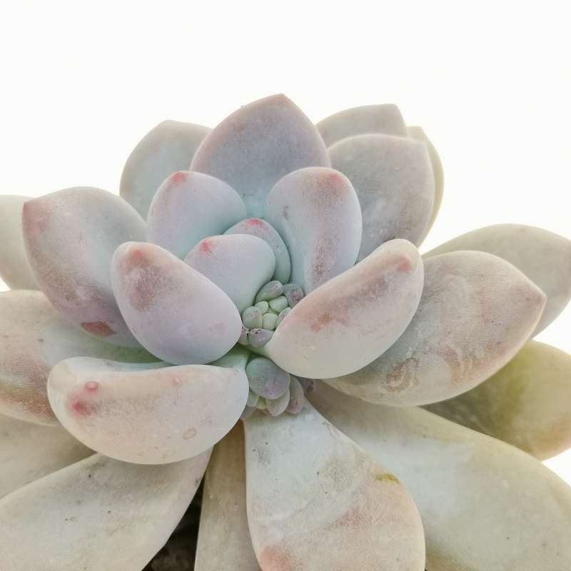 Pachyveria 'Opalina' 10 cm. | Crassulaceae - Giromagi vendita piante grasse