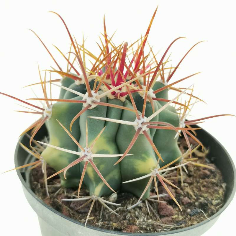 Ferocactus acanthodes var. eastwoodiae f. variegata 10 cm. | Cactaceae ...