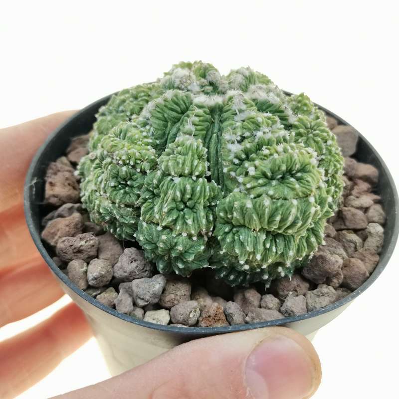 Aztekium ritteri f. crestata (CITES) 10 cm. | Cactaceae - Giromagi ...