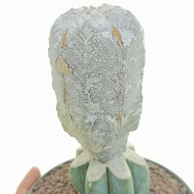 Astrophytum myriostigma cv. Onzuka V-type Hakuun f. columnare