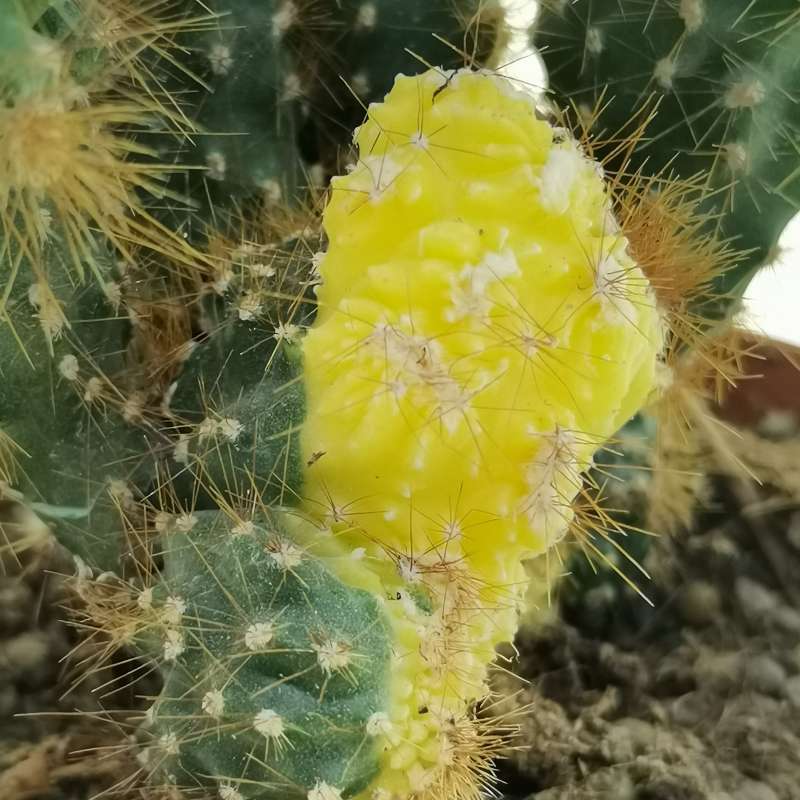 Cereus peruvianus f. mostruosa crestata variegata 10 cm. | Cactaceae ...