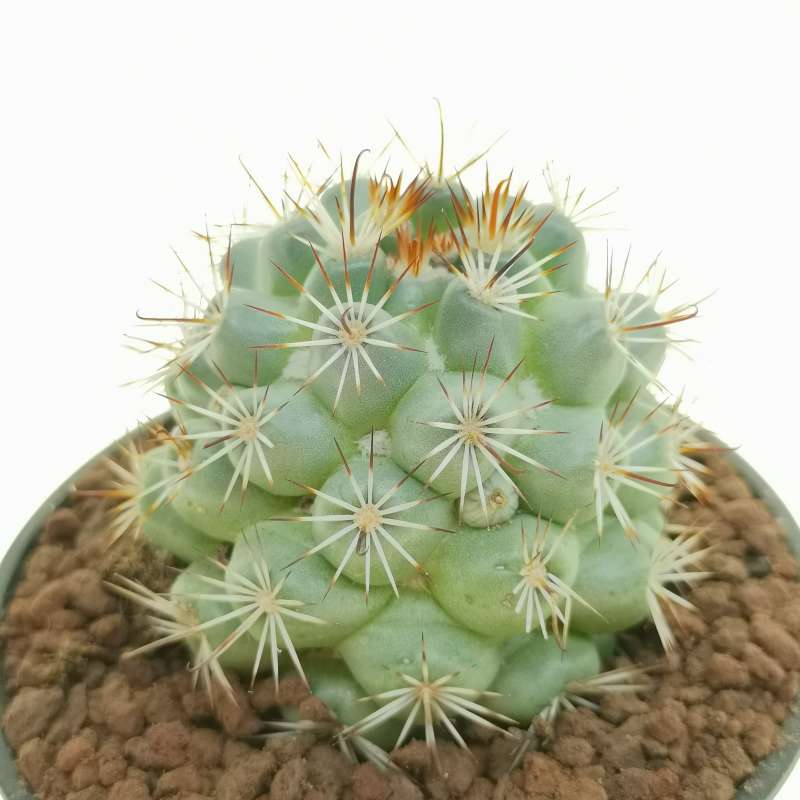 Mammillaria schumannii 10 cm. | Cactaceae - Giromagi vendita piante grasse