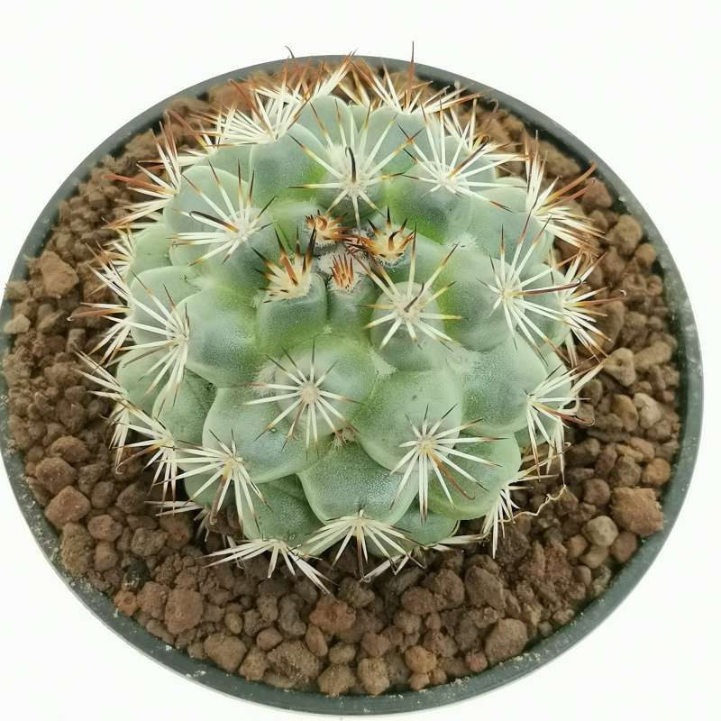 Mammillaria schumannii 10 cm. | Cactaceae - Giromagi vendita piante grasse