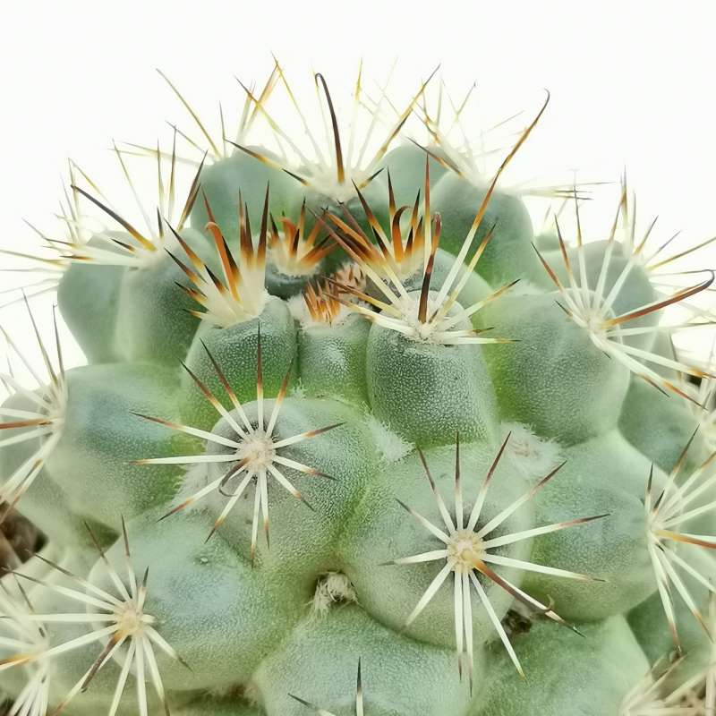 Mammillaria schumannii 10 cm. | Cactaceae - Giromagi vendita piante grasse