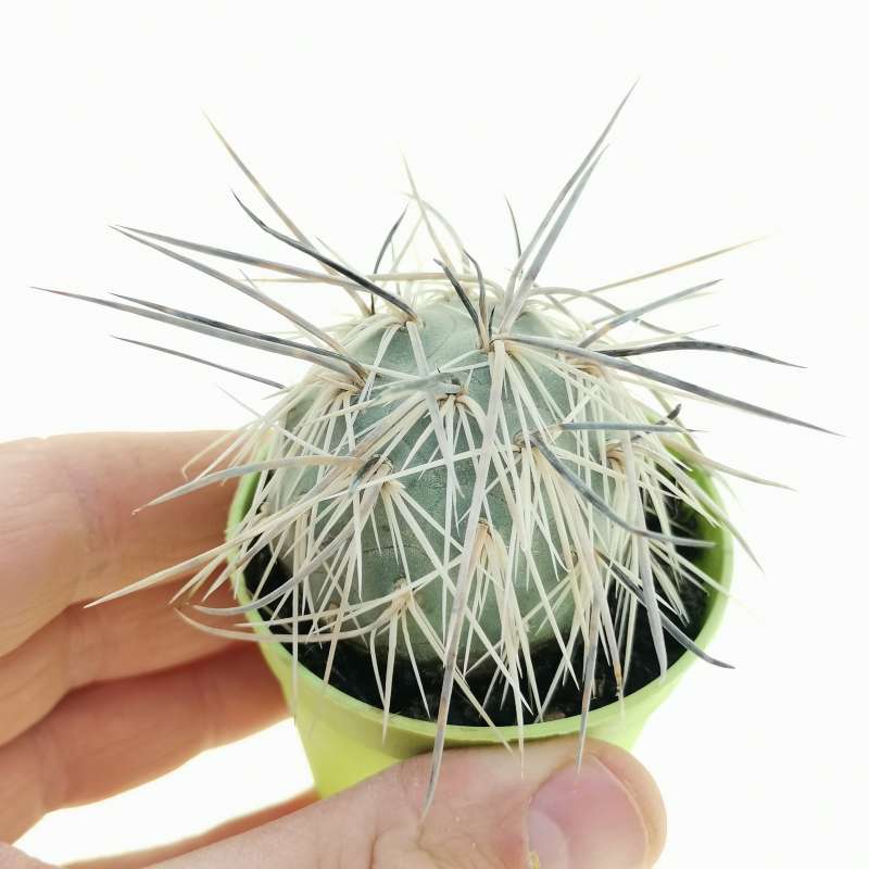 Tephrocactus Alexanderi Long Black Spines Cm Cactaceae