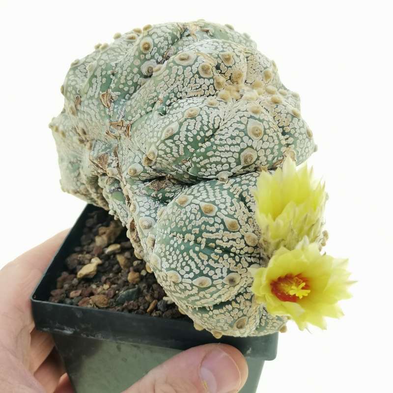 Astrophytum asterias hybrid cv. Superkabuto f. crestata