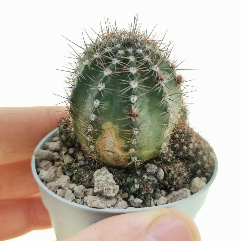 Lobivia aurea 6,5 cm. | Cactaceae - Giromagi vendita piante grasse