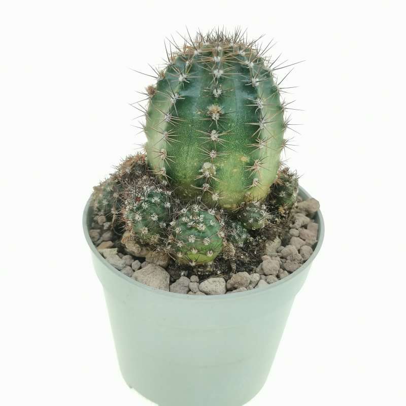 Lobivia aurea 6,5 cm. | Cactaceae - Giromagi vendita piante grasse