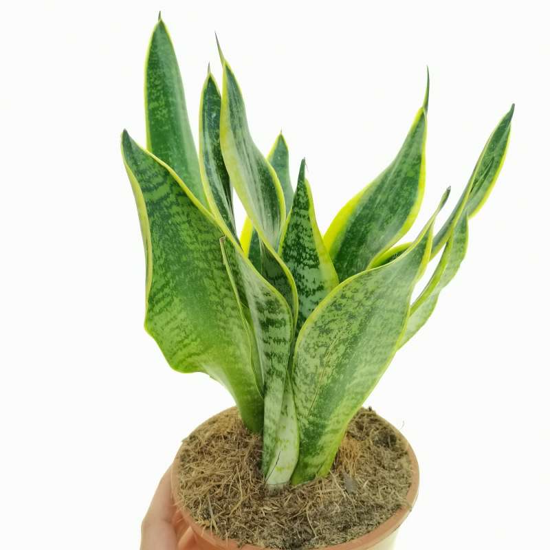 Sansevieria Trifasciata 'futura Superba' 14 Cm. 