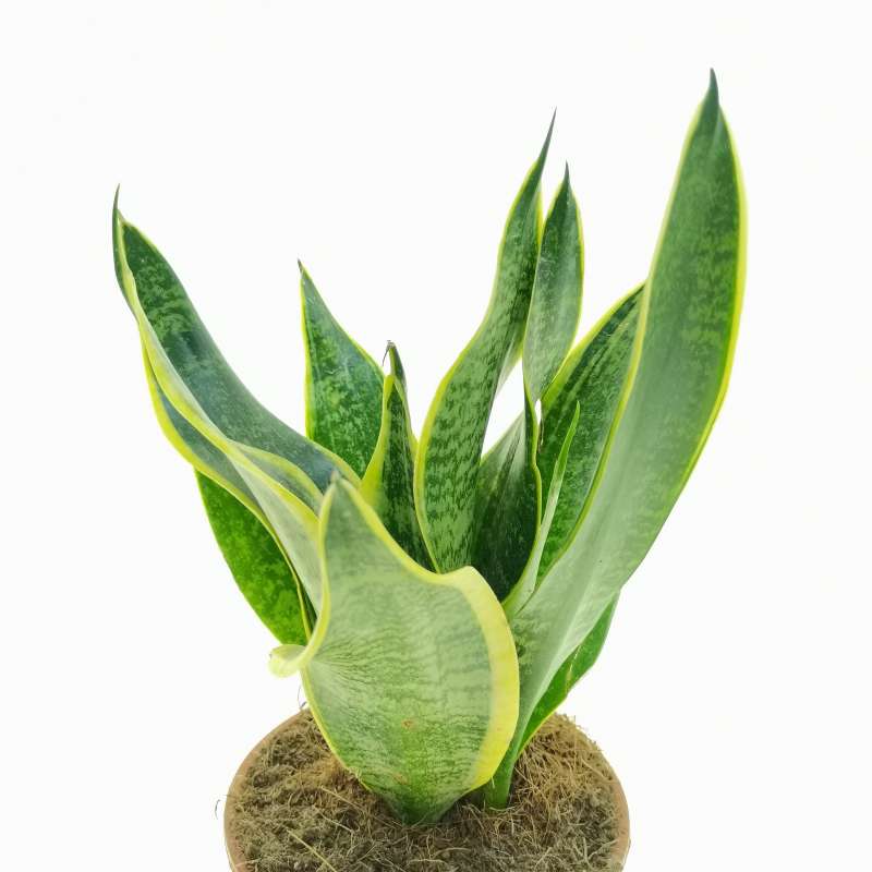 Sansevieria Trifasciata 'futura Superba' 14 Cm. 