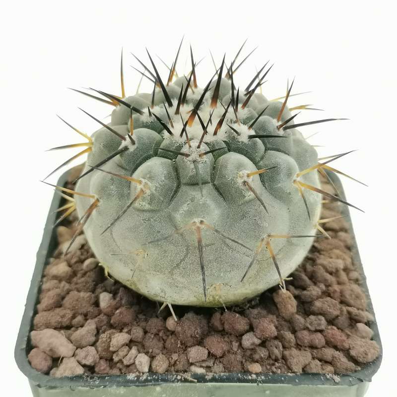 Copiapoa cinerea (Own roots) 6x6 cm. | Cactaceae - Giromagi 