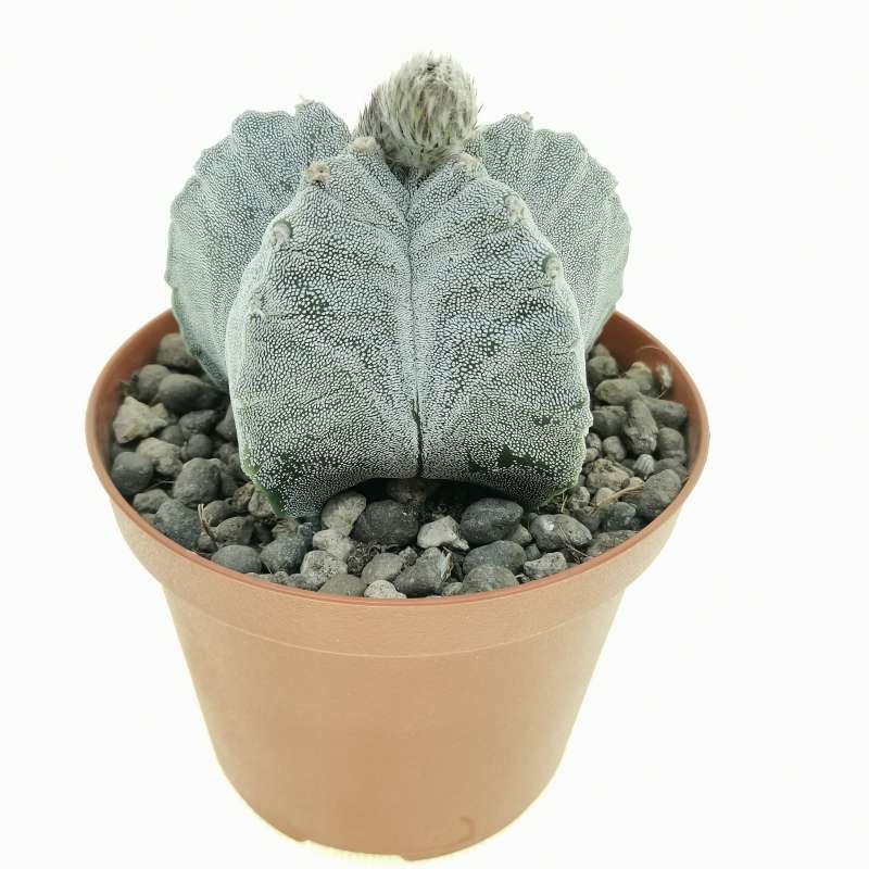 Astrophytum Myriostigma Cv Kikko 10 Cm Cactaceae Giromagi Vendita