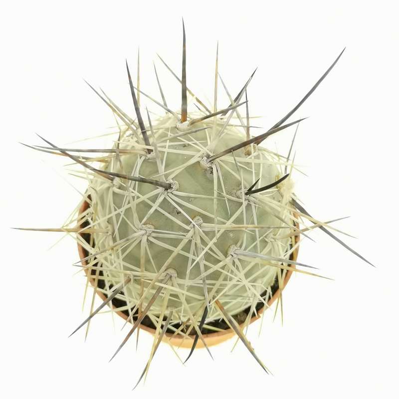 Tephrocactus Alexanderi Long Spines Cm Cactaceae Giromagi Vendita Piante Grasse