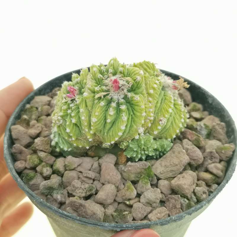 Aztekium ritteri f. crestata (CITES) 10 cm. | Cactaceae - Giromagi ...