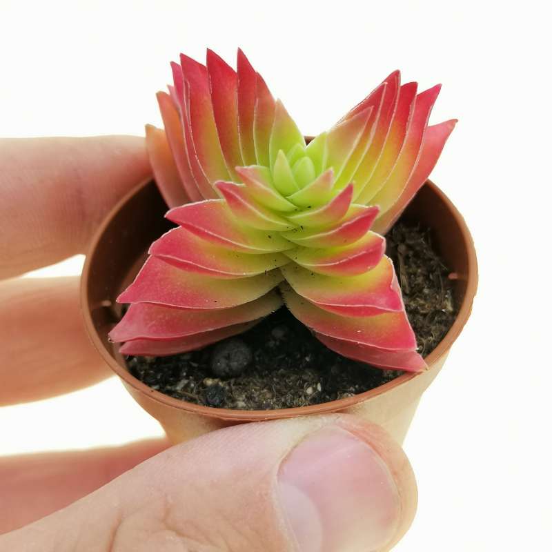 Crassula capitella 'Red Pagoda' 5,5 cm. | Crassulaceae - Giromagi ...