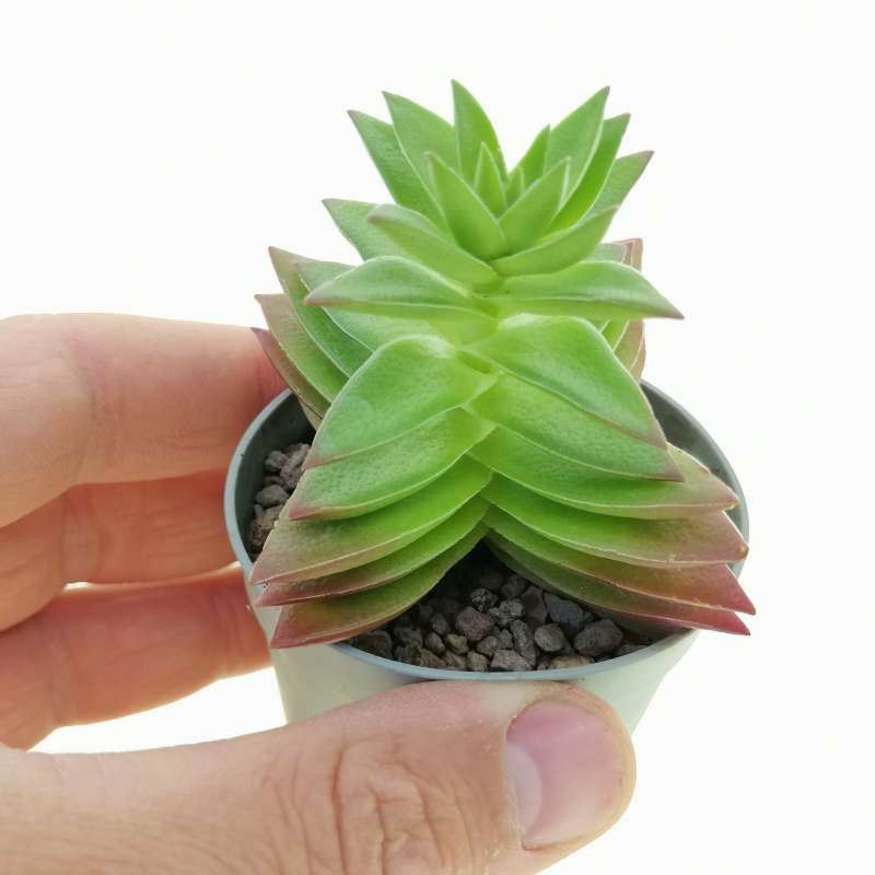 Crassula capitella 'Red Pagoda' 6,5 cm. | Crassulaceae - Giromagi ...