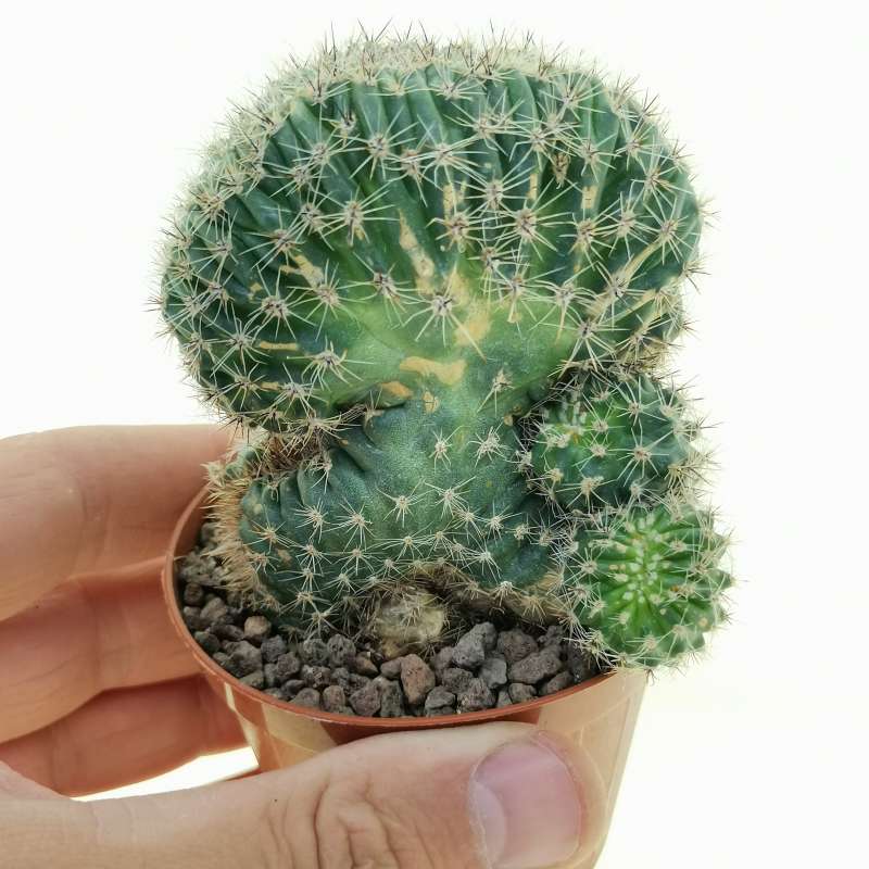 Lobivia aurea f. crestata 8,5 cm. | Cactaceae - Giromagi vendita piante ...