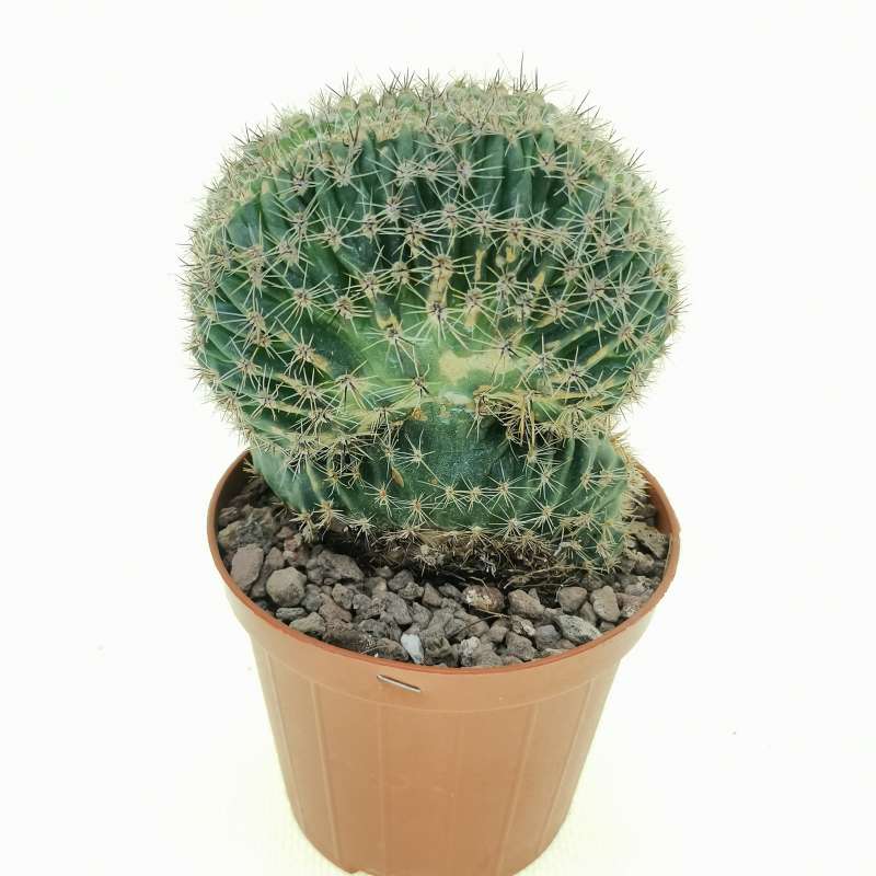 Lobivia aurea f. crestata 8,5 cm. | Cactaceae - Giromagi vendita piante ...